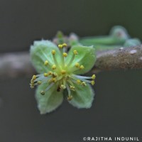 Dovyalis hebecarpa (Gardner) Warb.
